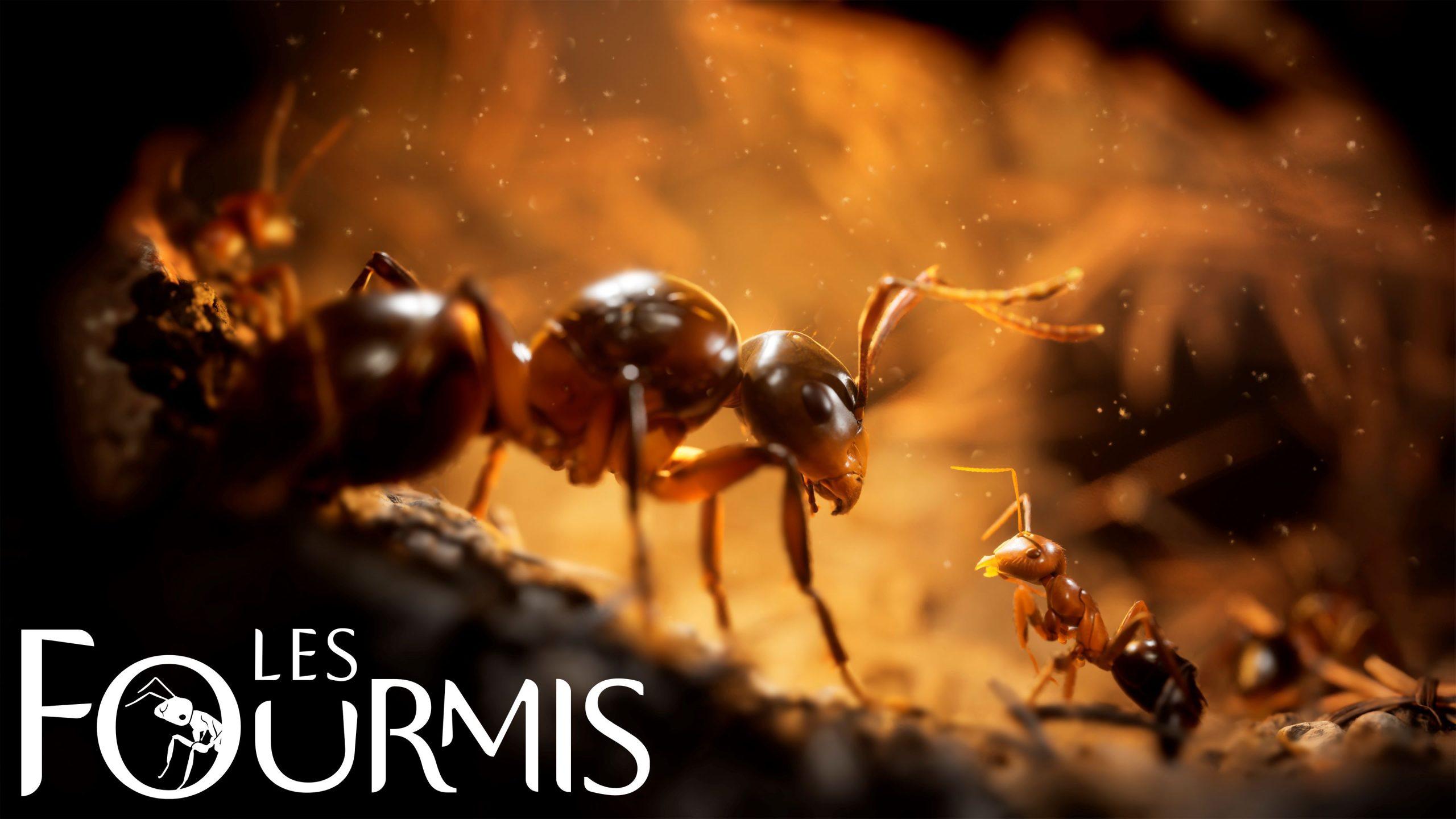 Fourmis