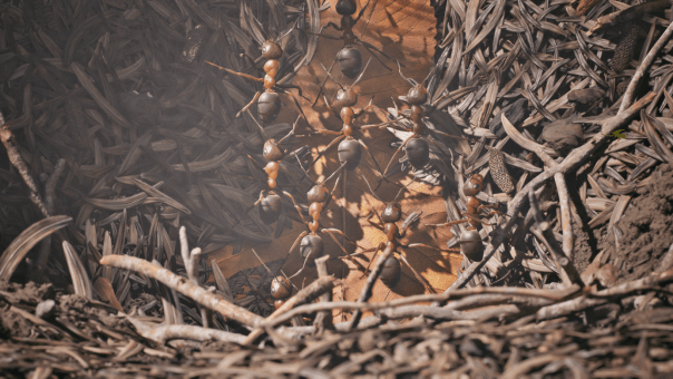 Fourmis