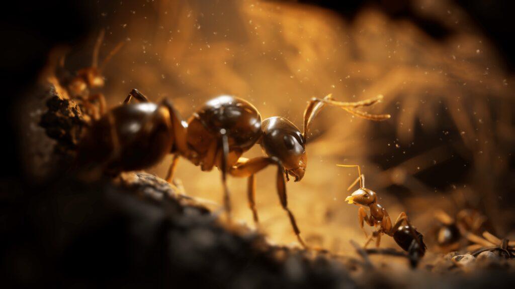 Les Fourmis
